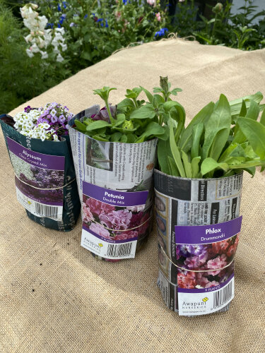 Bedding & Border flowers